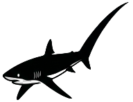 The Thresher Shark